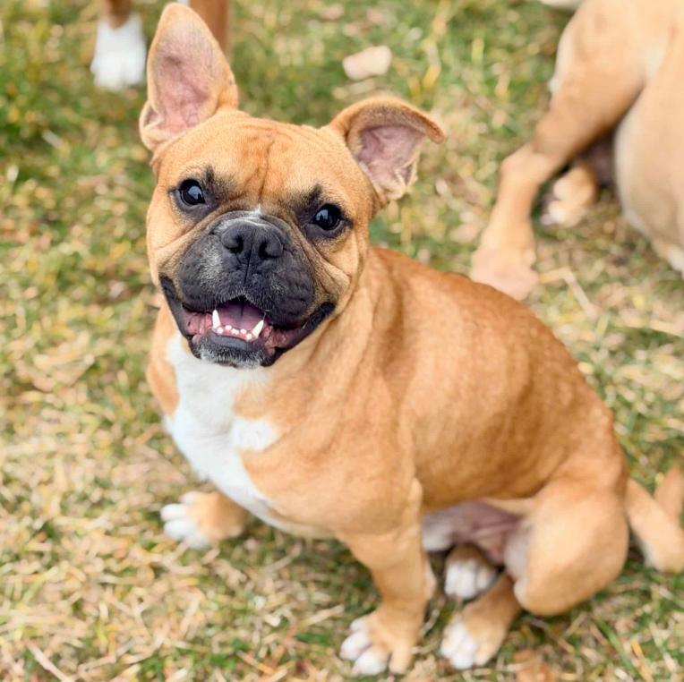 Luigi, ADOPTABLE, Adult Male Boxer & Bulldog.