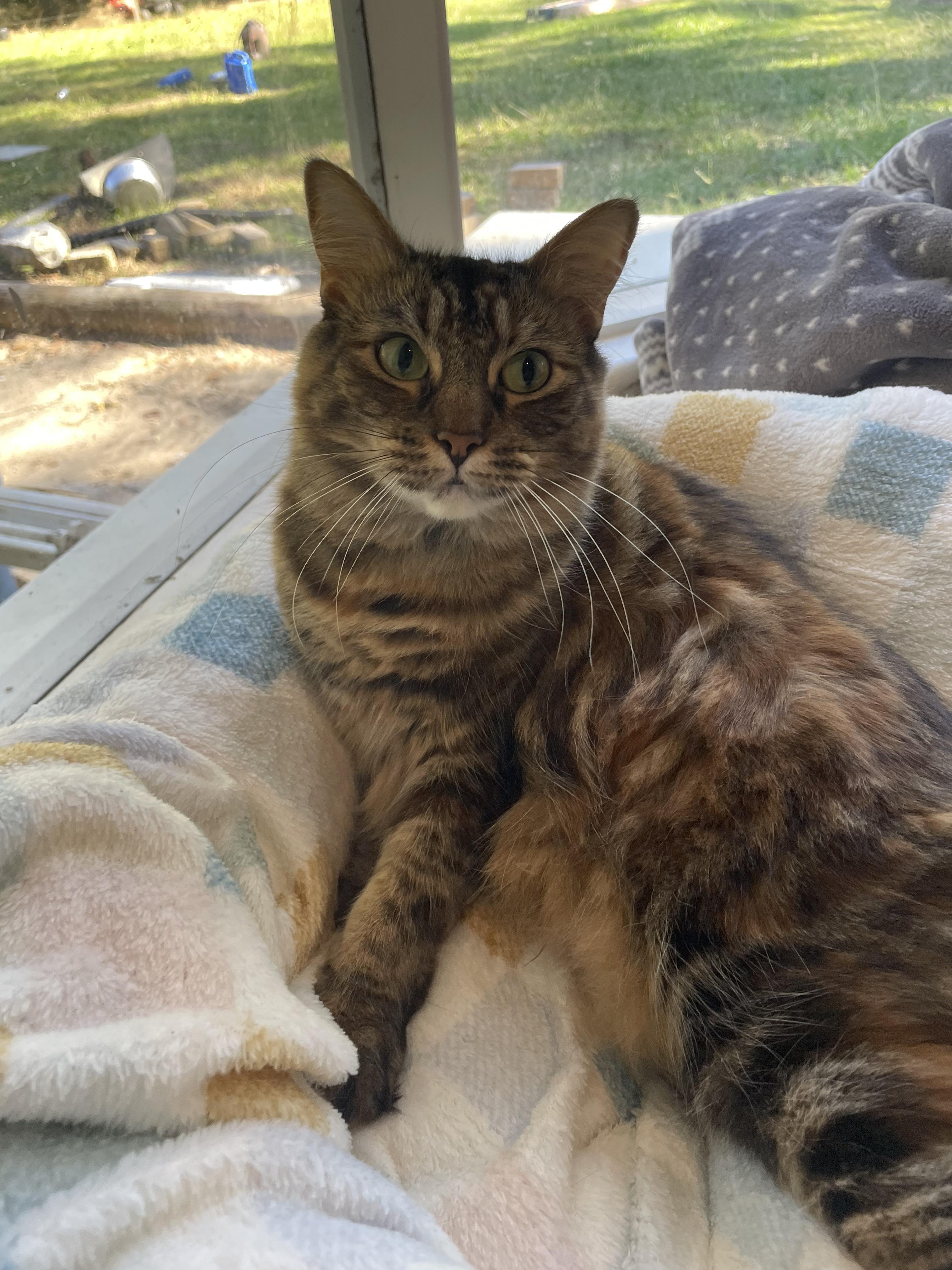 Enlarge Vivian, a Adoptable mixed breed in Oxford , MS image 3/6