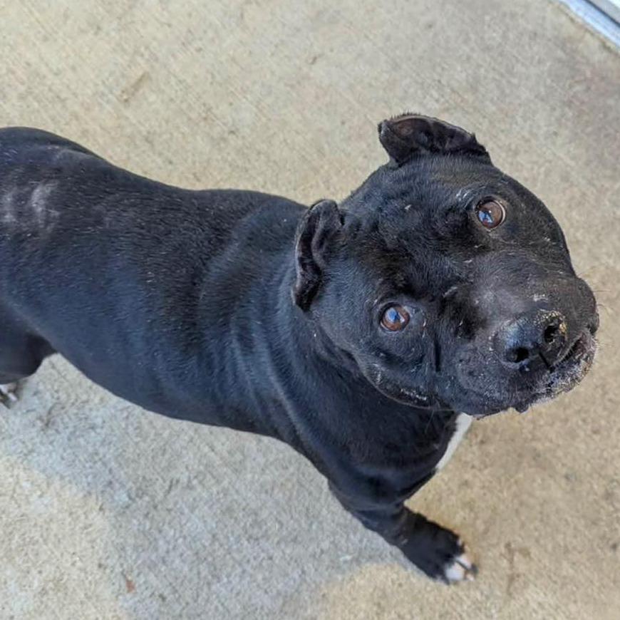 Enlarge GRANDMA  Available NOW - ADOPTION or RESCUE!, a Adoptable Mixed Breed in Nashville, NC image 1/3