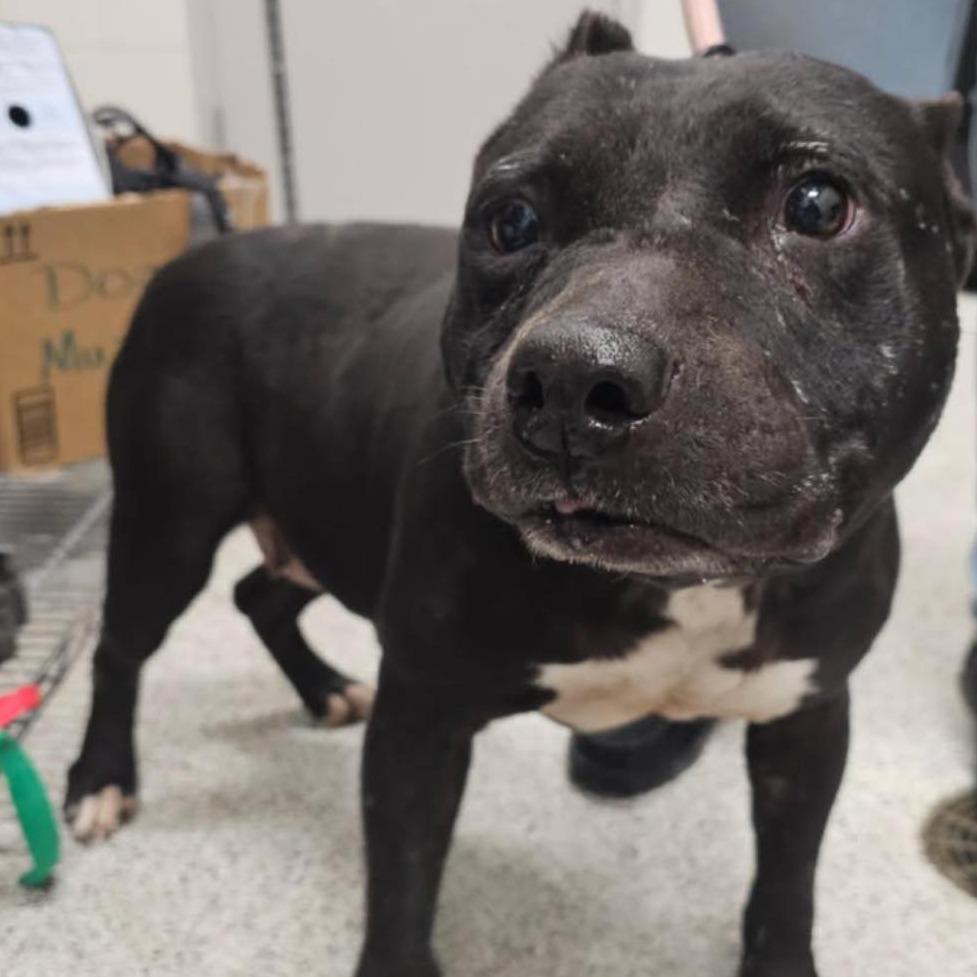 GRANDMA  Available NOW - ADOPTION or RESCUE!, Adoptable, Senior Female Mixed Breed.