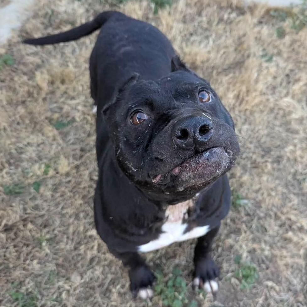 Enlarge GRANDMA  Available NOW - ADOPTION or RESCUE!, a Adoptable Mixed Breed in Nashville, NC image 2/3