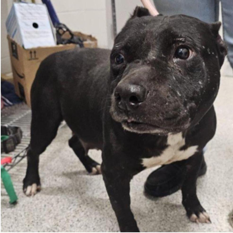 Enlarge GRANDMA  Available NOW - ADOPTION or RESCUE!, a Adoptable Mixed Breed in Nashville, NC image 3/3