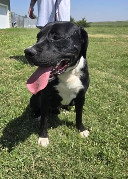 Kilo, Adoptable, Adult Male Boxer & Mastiff.