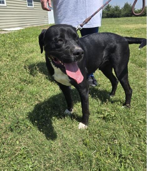 Kilo, a Adoptable mixed breed in Larned, KS image 2/4