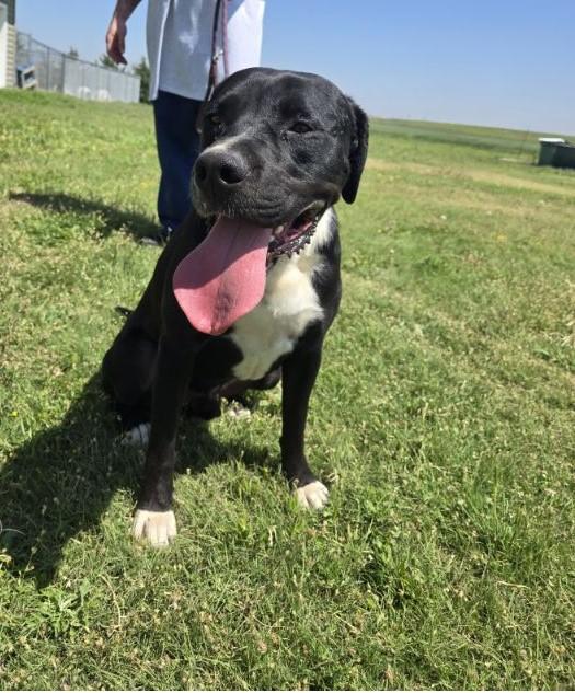 Kilo, a Adoptable mixed breed in Larned, KS image 3/4