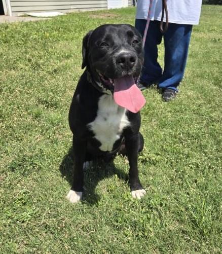 Kilo, a Adoptable mixed breed in Larned, KS image 4/4