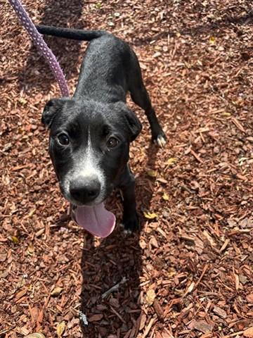 Enlarge BOOKER, a Adoptable mixed breed in Panama City, FL image 1/1