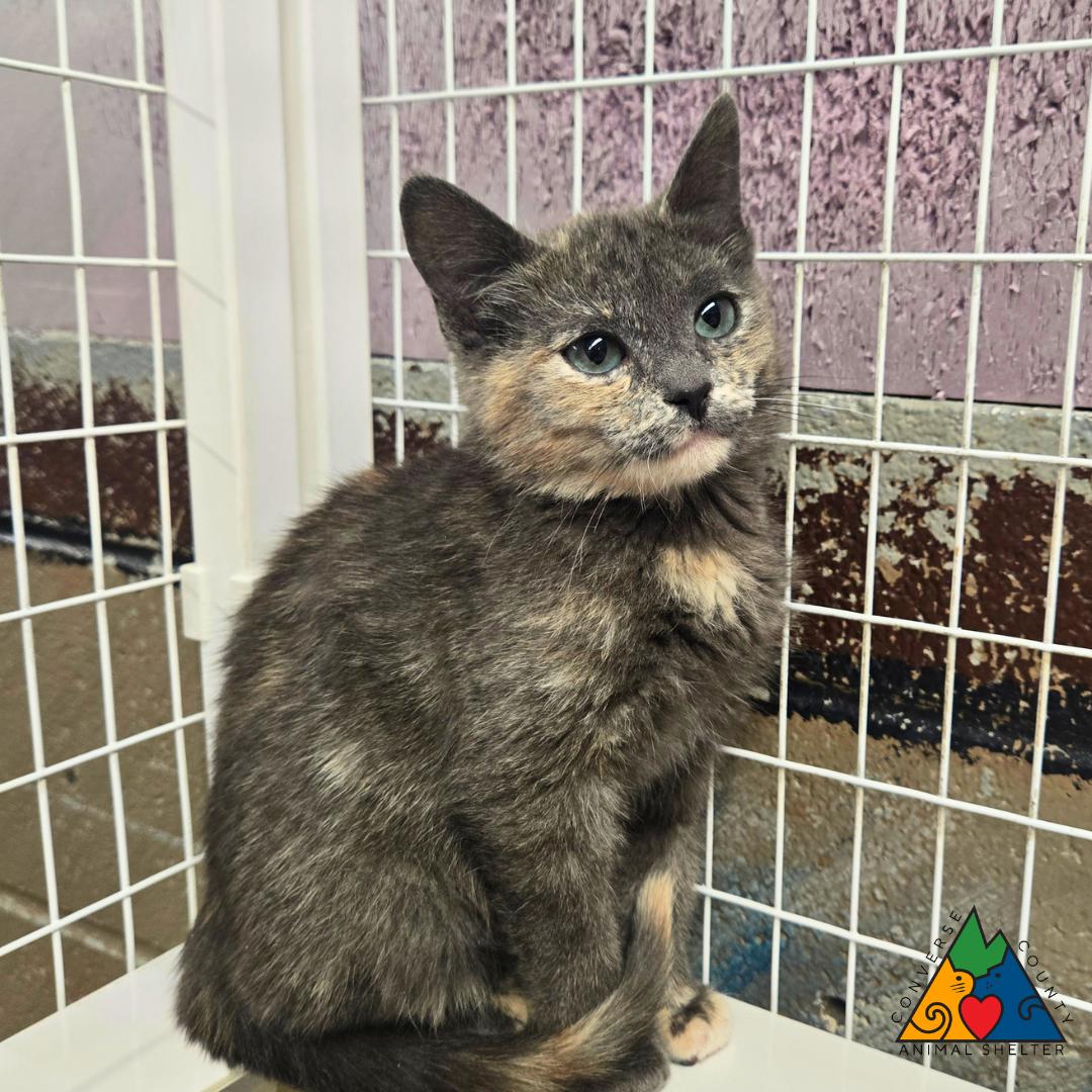 Giratina, adopted, Kitten Female Extra-Toes Cat / Hemingway Polydactyl.
