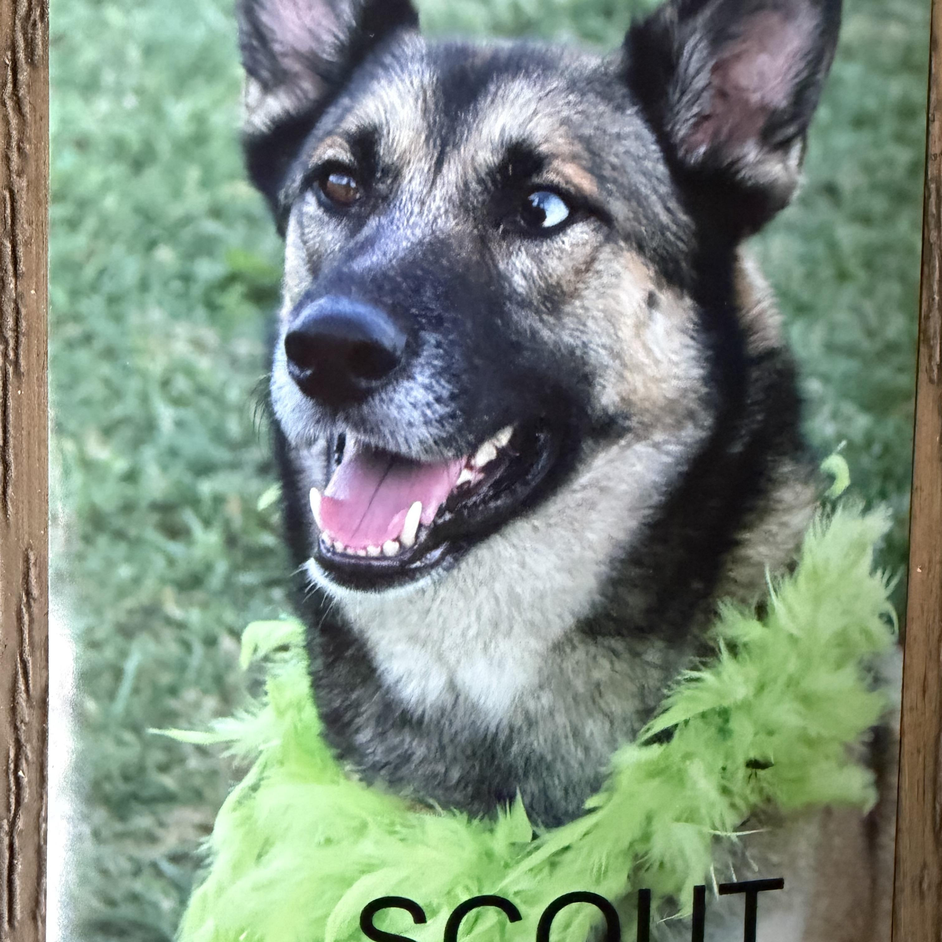 Scout, Adoptable, Adult Female German Shepherd Dog.