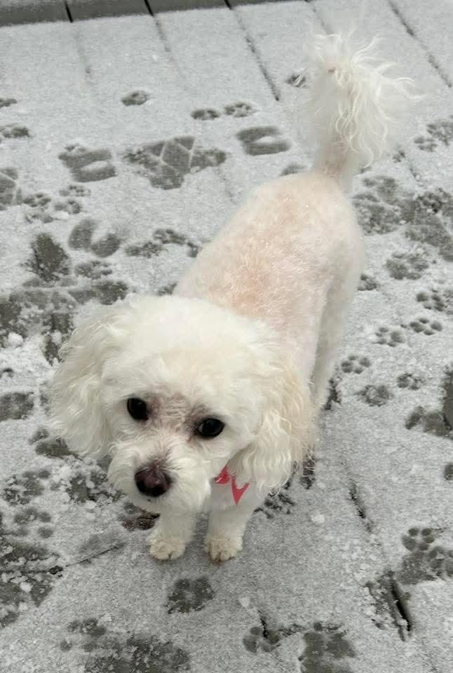 Enlarge Ivy Joy, a Adoptable mixed breed in Wausau, WI image 1/5