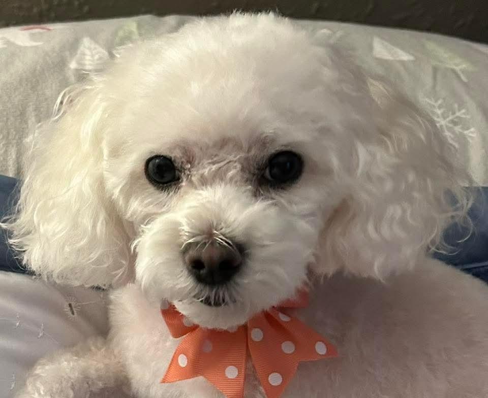 Enlarge Ivy Joy, a Adoptable mixed breed in Wausau, WI image 2/5