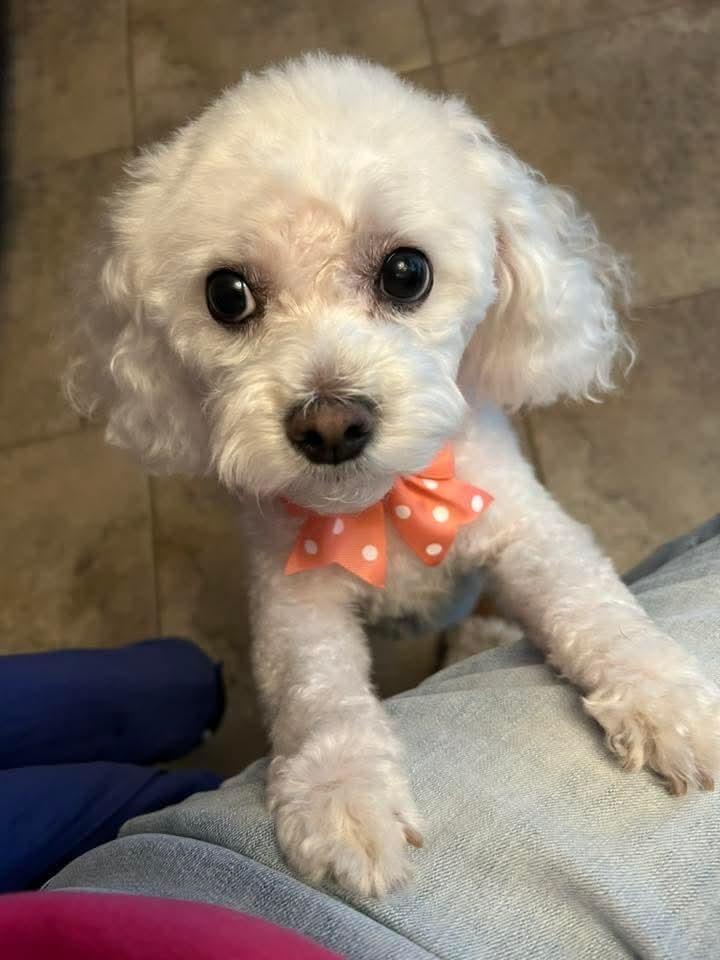 Enlarge Ivy Joy, a Adoptable mixed breed in Wausau, WI image 3/5