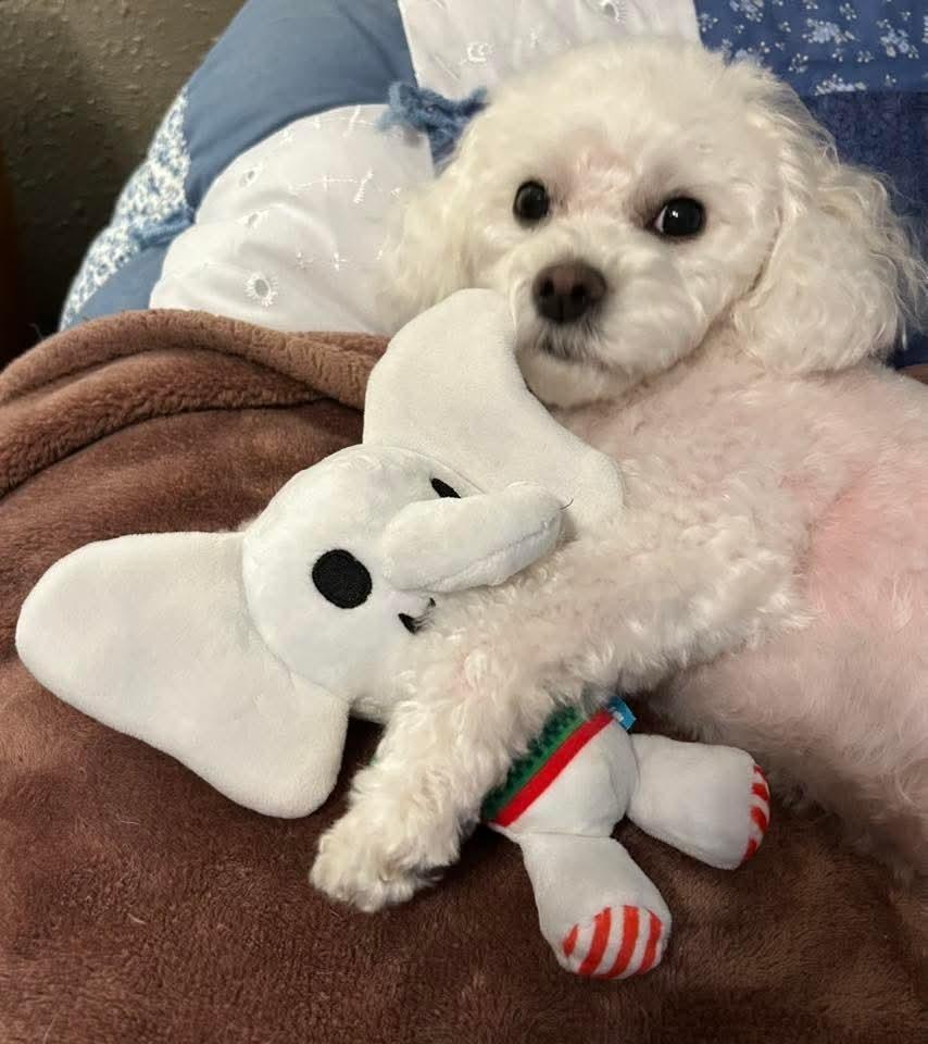 Enlarge Ivy Joy, a Adoptable mixed breed in Wausau, WI image 4/5