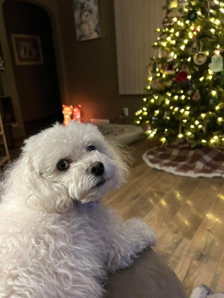 Enlarge Ivy Joy, a Adoptable mixed breed in Wausau, WI image 5/5