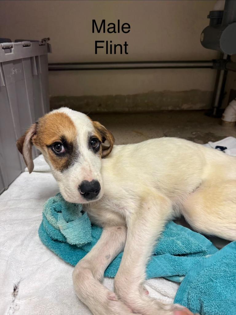 Flint, Adoptable, Puppy Male Hound.