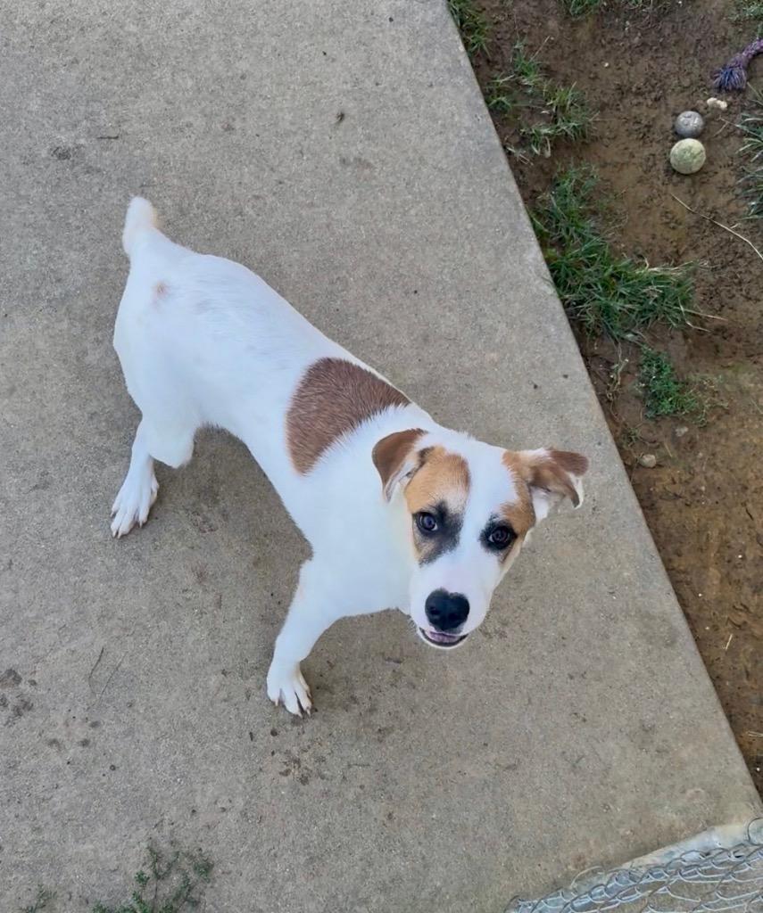 Enlarge Flint, a Adoptable mixed breed in West Union, OH image 2/2