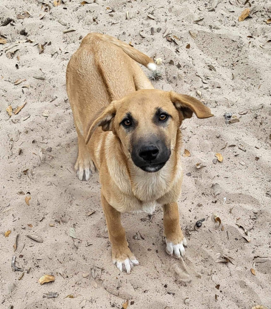 Mike, Adopted, Puppy Male Rhodesian Ridgeback & Shepherd.