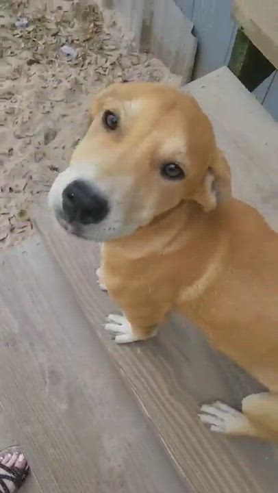 Enlarge Mike, a Adopted mixed breed in Inez, TX video 2/2