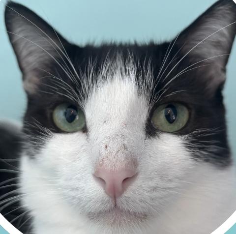 Bratley, Young Male Domestic Short Hair