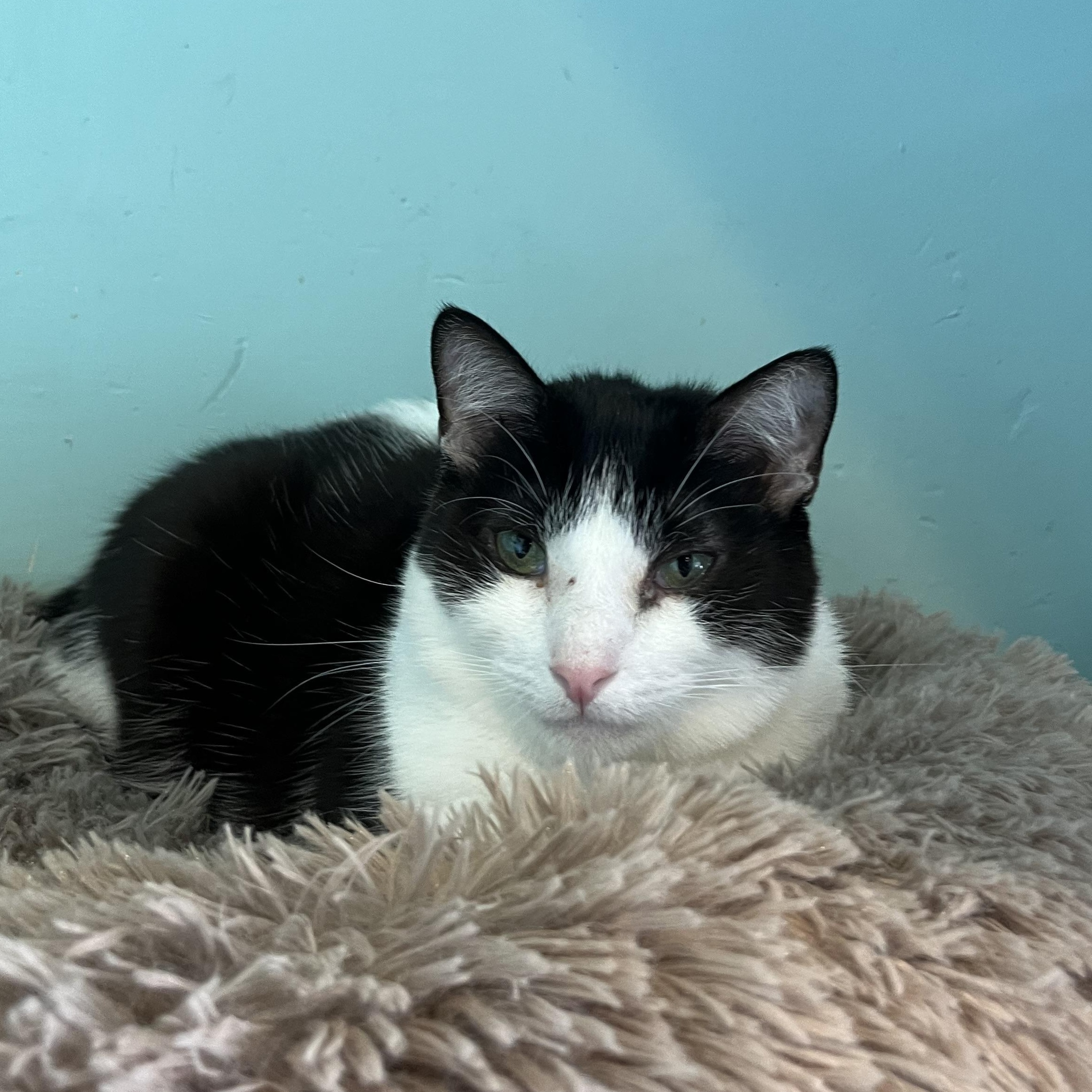 Bratley, a Adoptable Domestic Short Hair in Aiea, HI image 2/2