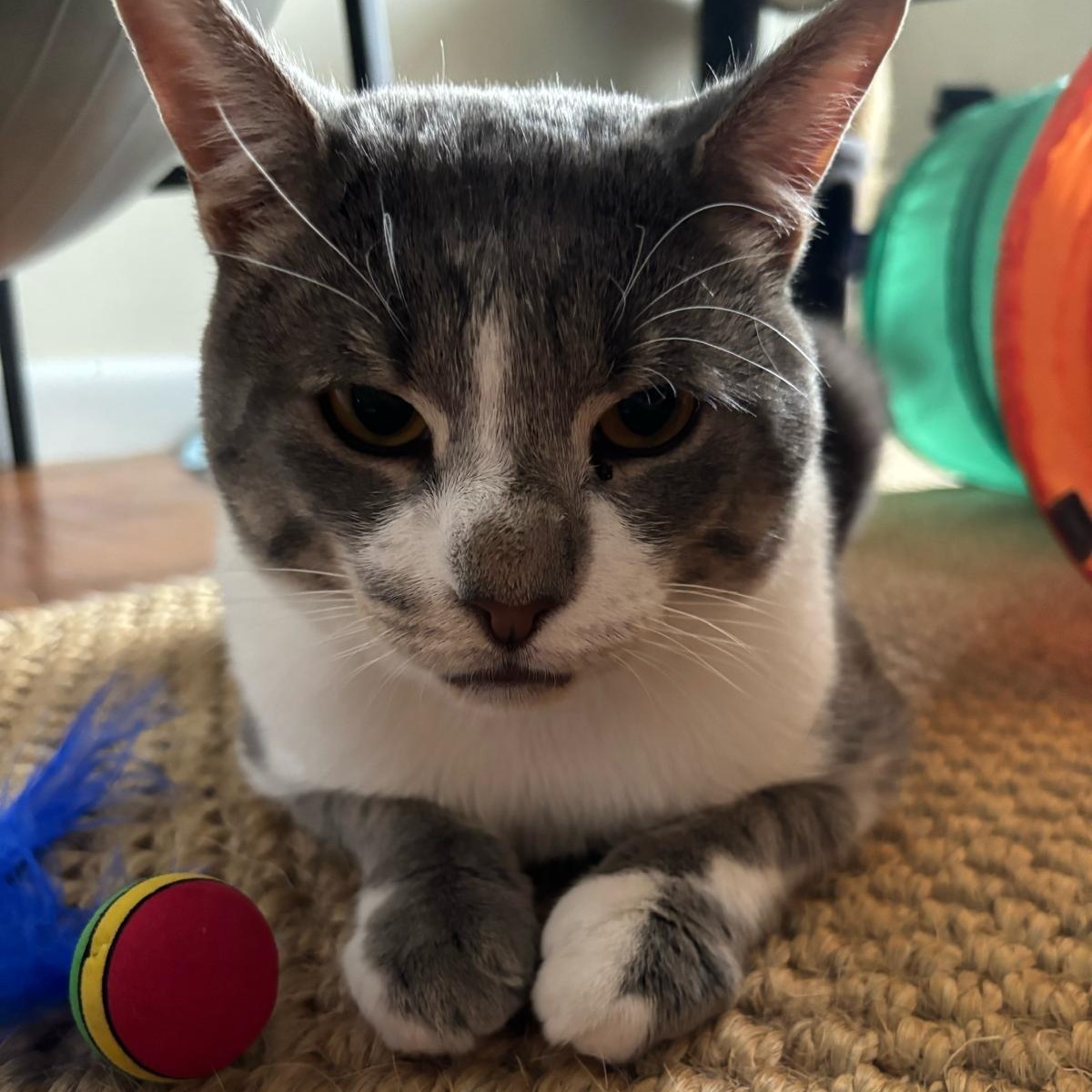 Enlarge Prince, a Adoptable Domestic Short Hair in Astoria, NY image 5/5