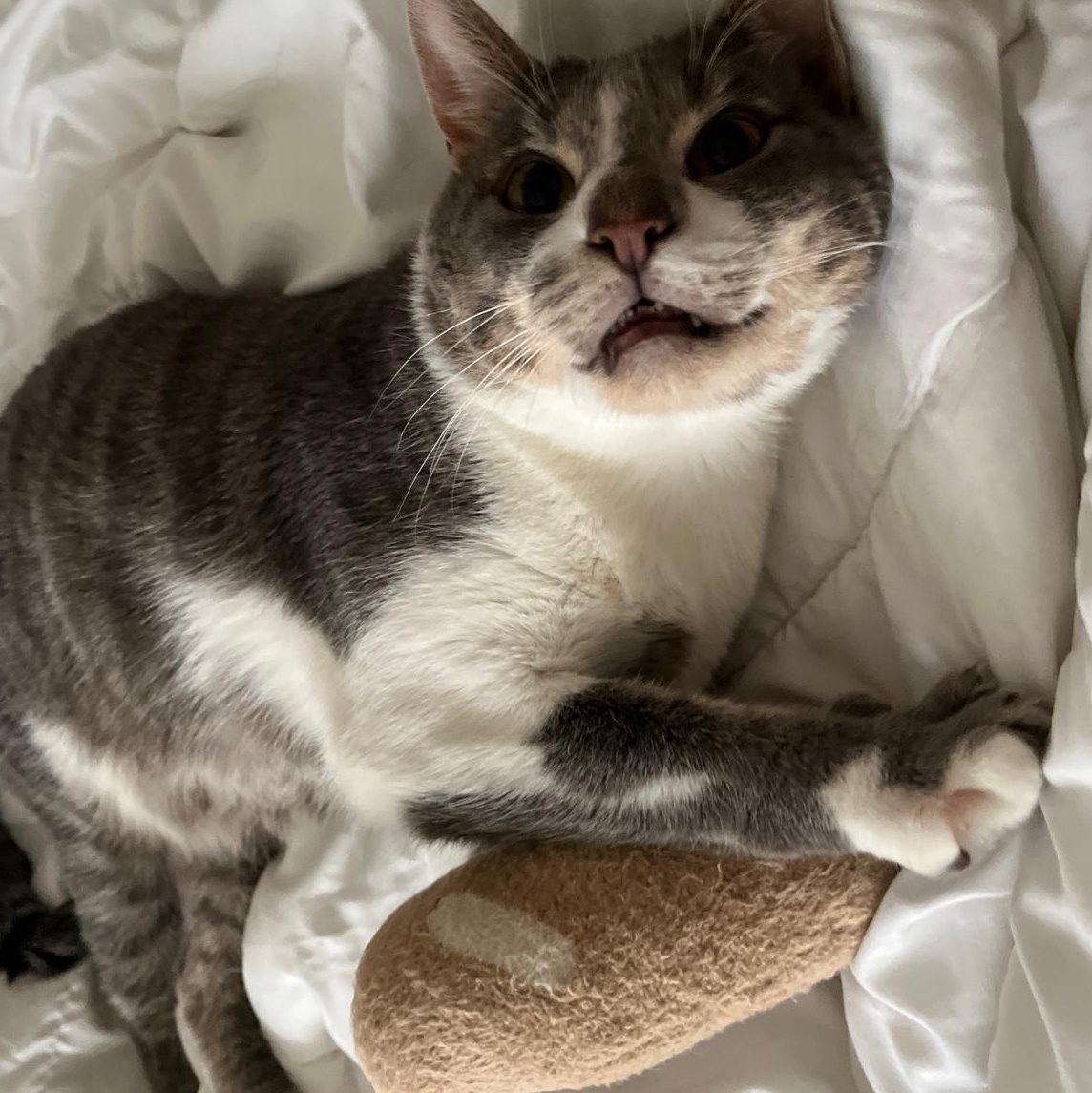 Enlarge Prince, a Adoptable Domestic Short Hair in Astoria, NY image 3/5