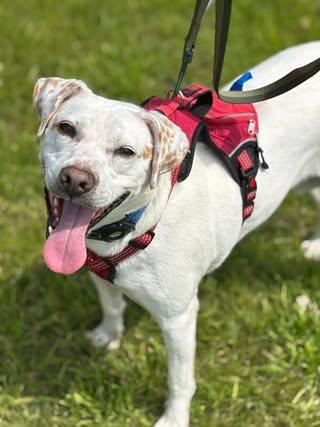 Vegas, a Adoptable Beagle in Watertown, WI image 4/7