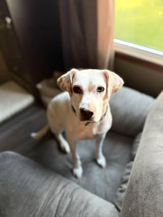 Vegas, a Adoptable Beagle in Watertown, WI image 2/7