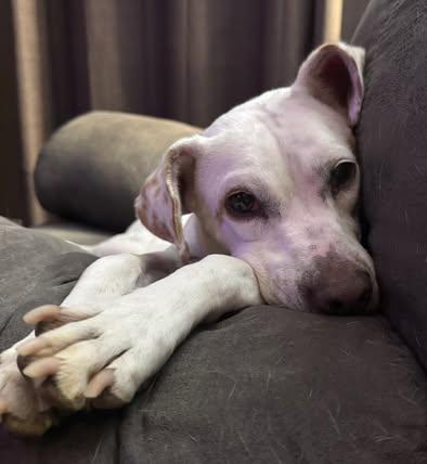 Enlarge Vegas, a Adoptable Beagle in Watertown, WI image 3/6