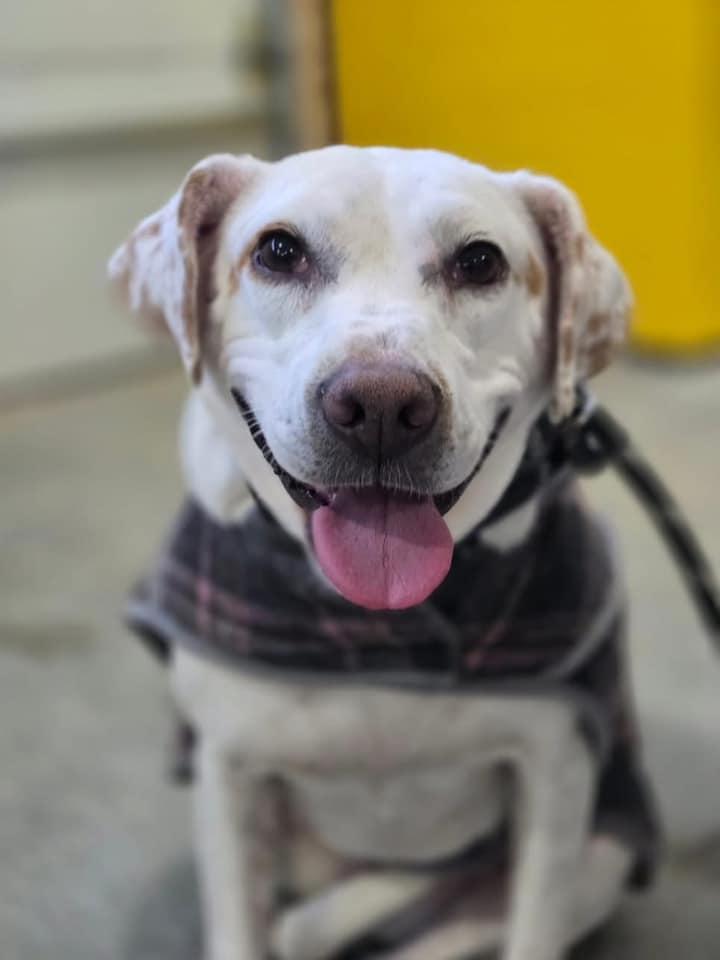 Enlarge Vegas, a Adoptable Beagle in Watertown, WI image 7/7