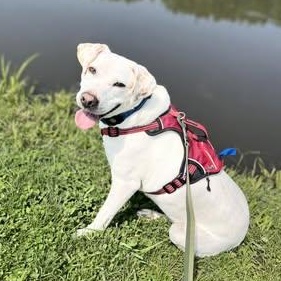 Vegas, a Adoptable Beagle in Watertown, WI image 3/7