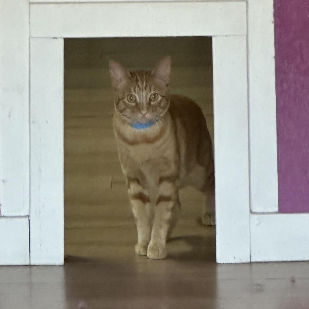 GOOB, a Adoptable Domestic Short Hair in Newberg, OR image 1/2