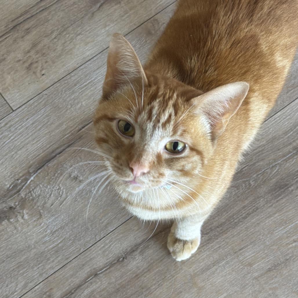 GOOB, a Adoptable Domestic Short Hair in Newberg, OR image 2/2
