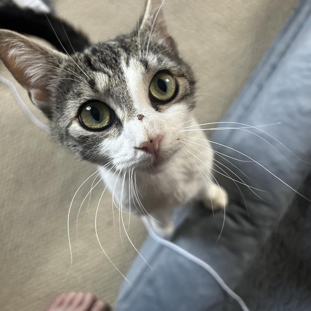 26-79 Ripple, Adoptable, Young Female Domestic Short Hair.