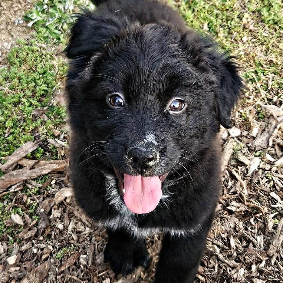 Wonderful Wyatt, ADOPTABLE, Puppy Male Flat-Coated Retriever.