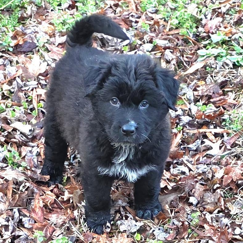 Wonderful Wyatt, ADOPTABLE, Puppy Male Border Collie.