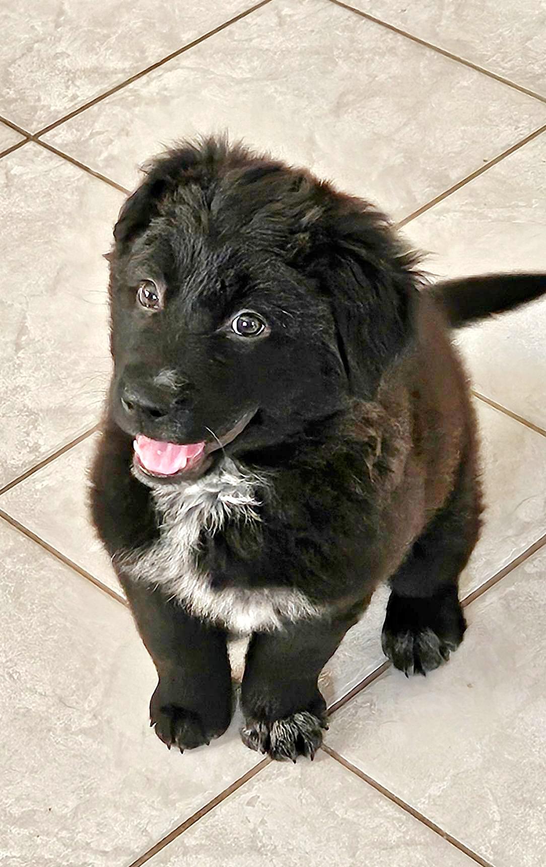 Wonderful Wyatt, a ADOPTABLE mixed breed in Reston, VA image 3/6