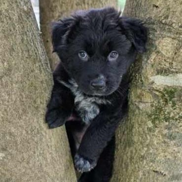 Wonderful Wyatt, a ADOPTABLE mixed breed in Reston, VA image 5/6