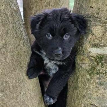 Enlarge Wonderful Wyatt, a ADOPTABLE mixed breed in Reston, VA image 3/3