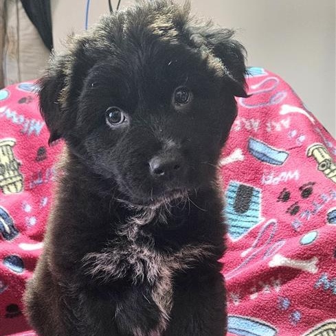 Wonderful Wyatt, a ADOPTABLE mixed breed in Reston, VA image 4/6