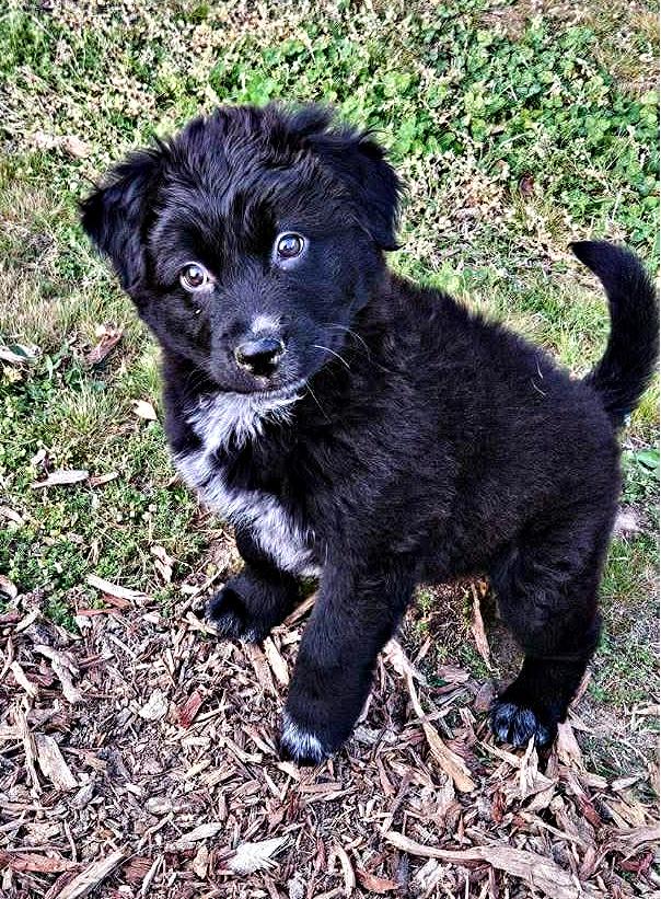 Wonderful Wyatt, a ADOPTABLE mixed breed in Reston, VA image 2/6