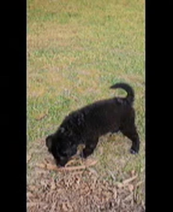 Enlarge Wonderful Wyatt, a ADOPTABLE mixed breed in Reston, VA video 6/6