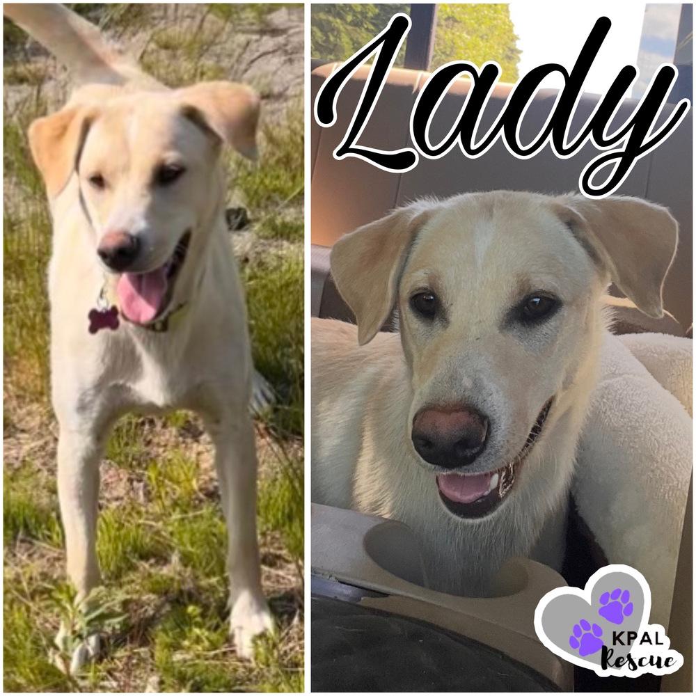 Lady, Adoptable, Adult Female Mixed Breed & Mixed Breed.