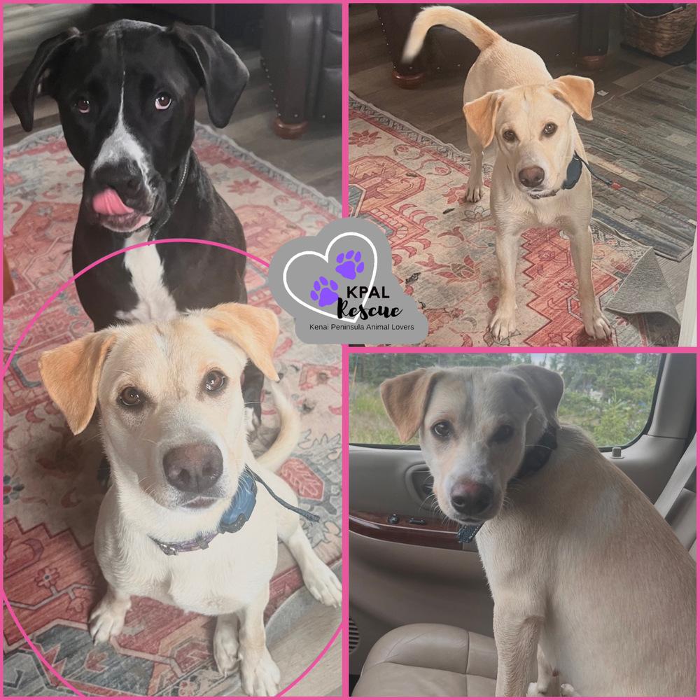 Enlarge Lady, a Adoptable mixed breed in Kenai, AK image 2/2
