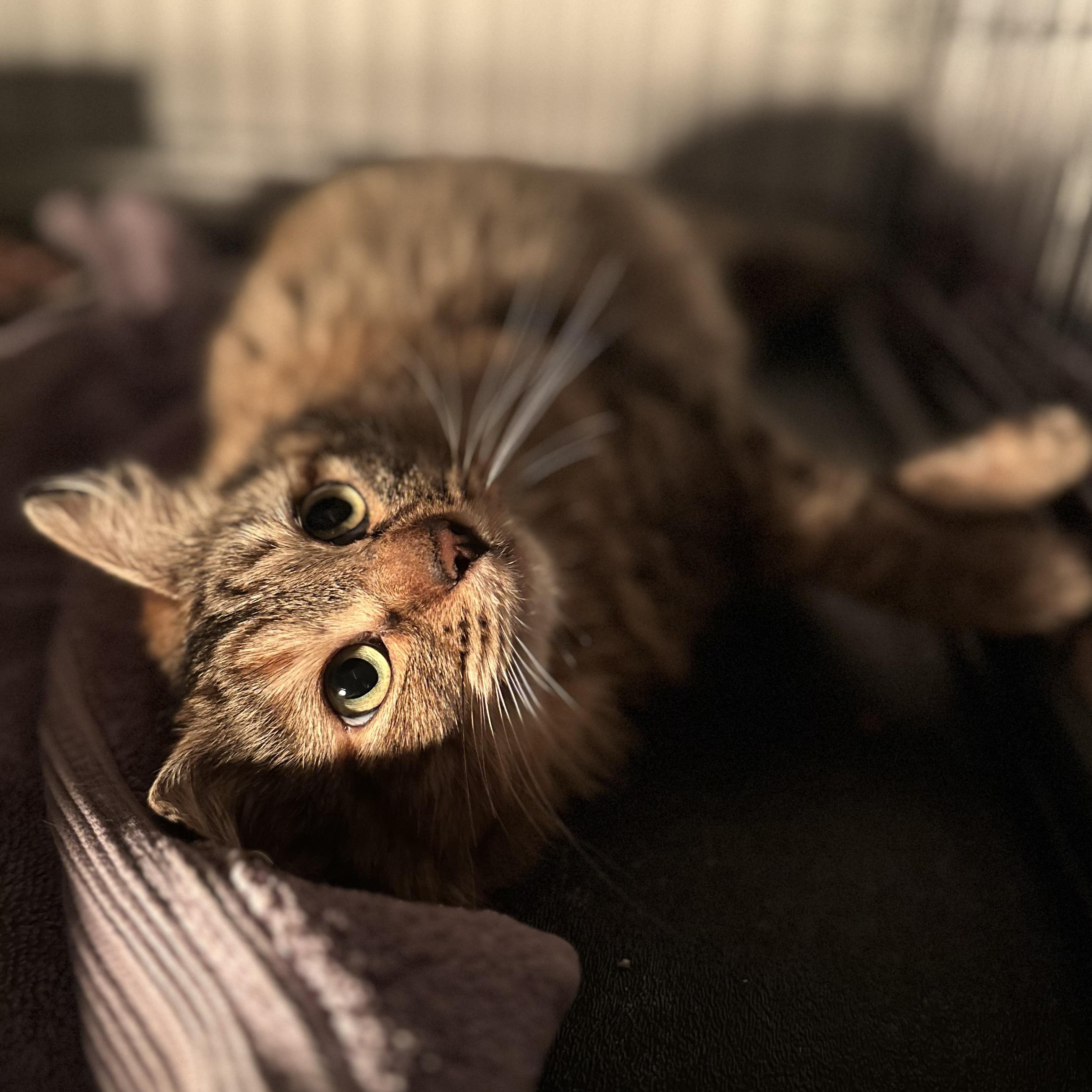Enlarge River-tc, a ADOPTABLE Domestic Medium Hair in Burlington, WA image 2/6