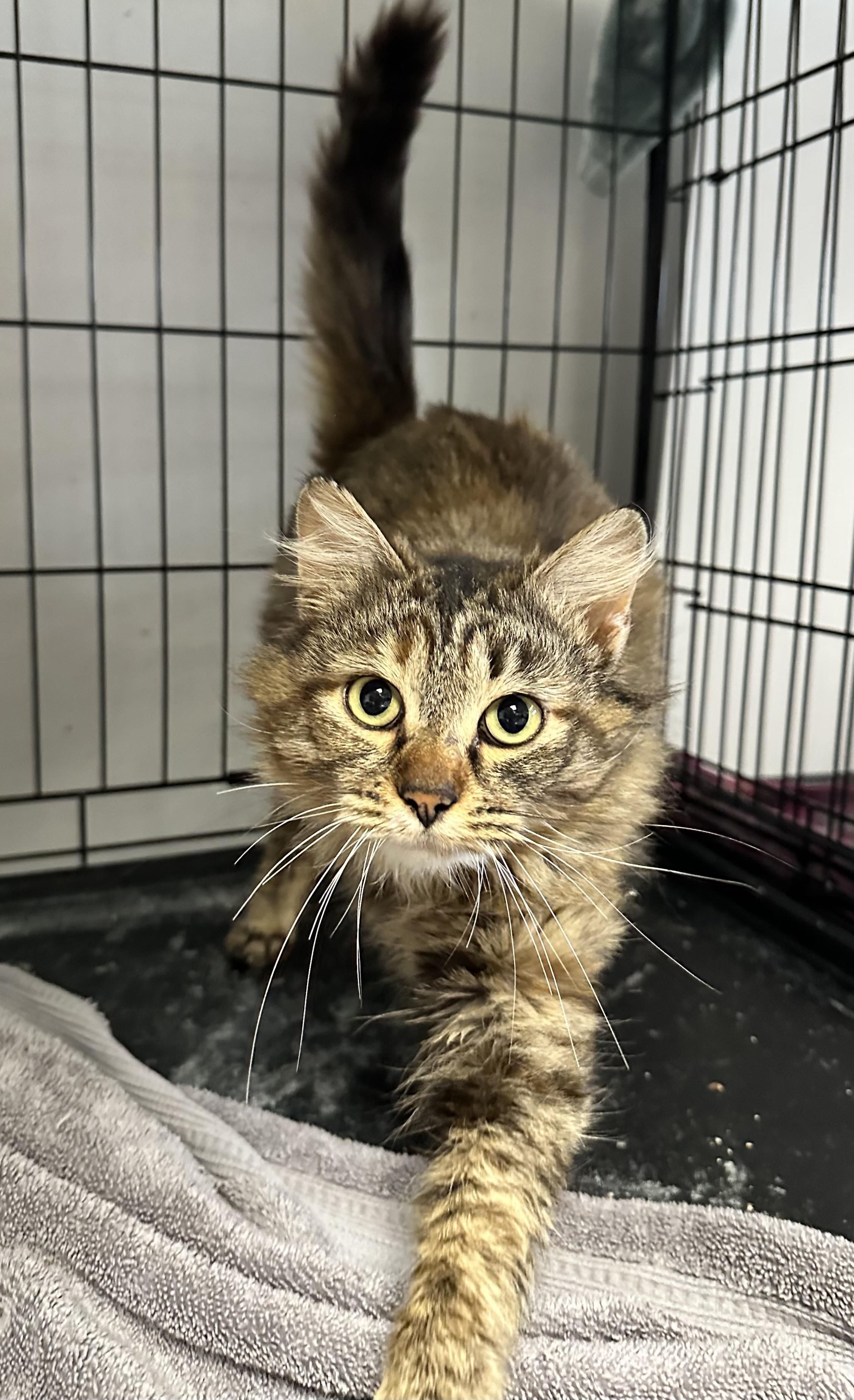 River-TC, ADOPTABLE, Adult Female Domestic Medium Hair.