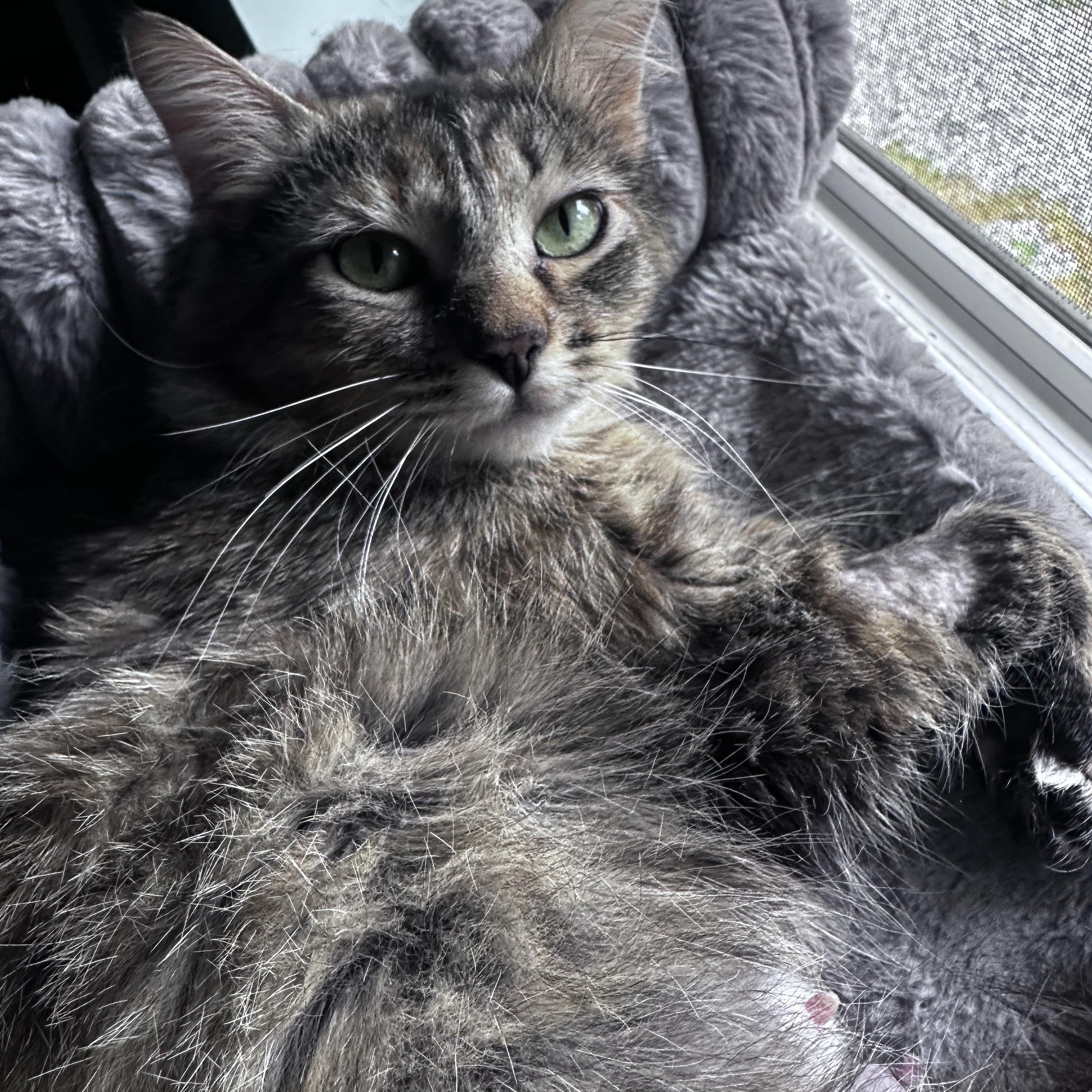 Enlarge River-tc, a ADOPTABLE Domestic Medium Hair in Burlington, WA image 3/6