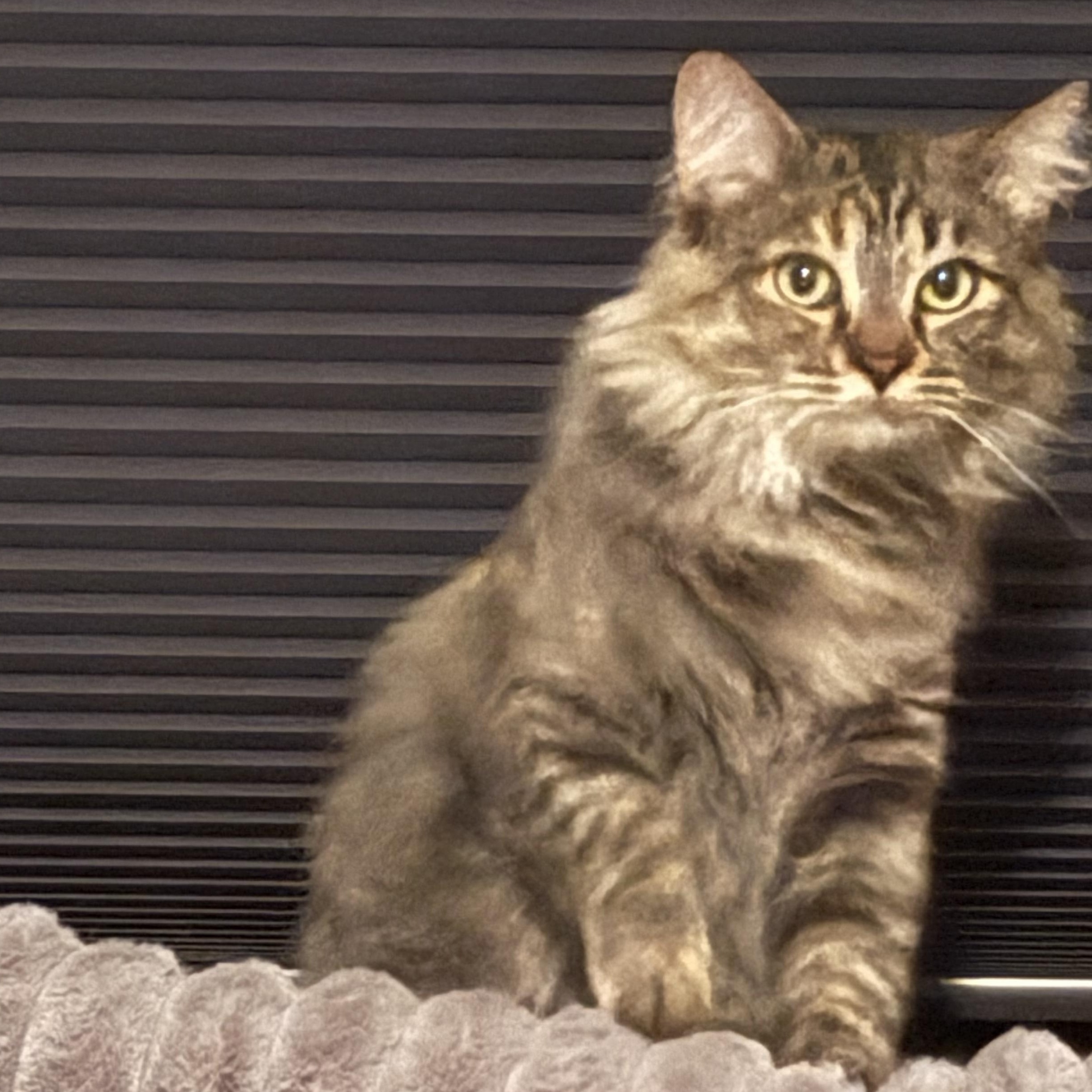 Enlarge River-tc, a ADOPTABLE Domestic Medium Hair in Burlington, WA image 1/6