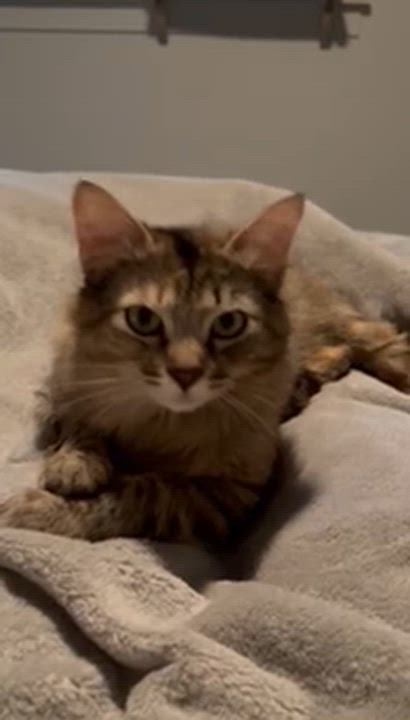 Enlarge River-TC, a ADOPTABLE mixed breed in Burlington, WA video 4/4