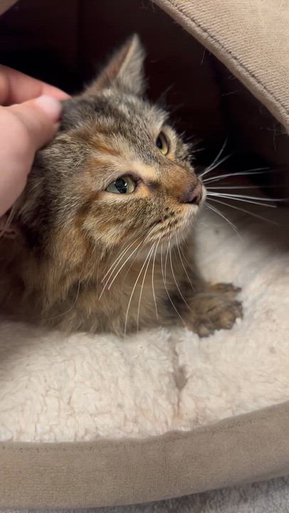 Enlarge River-tc, a ADOPTABLE Domestic Medium Hair in Burlington, WA video 6/6